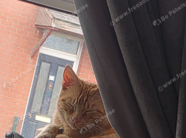 Ginger cat