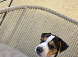 Jack Russel pup male