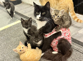 Kittens