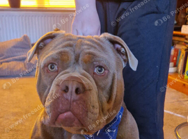 Beautiful 2 year old boy looking to rehome