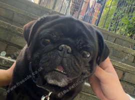 oscar the pug