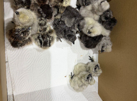 Day old bearded silkie chicks various colours