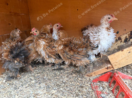 Frizzle pekin bantam Roos