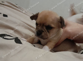 Border chi