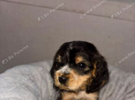 Beautiful Cocker Spaniel Puppies &ndash; 4 Available