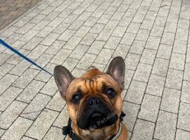 French bull dog