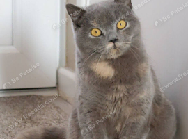 *Offers Considered* Beautiful Blue cream tortie