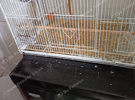 Goldfinches