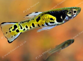 Endlers pure breed Endlers not Guppy Cross
