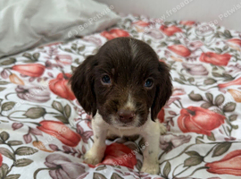 Springer spaniel boys️