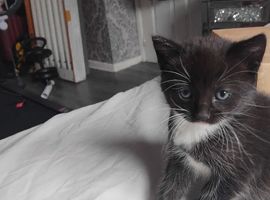 2 male kittens