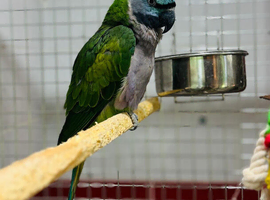 Derbyan parrot