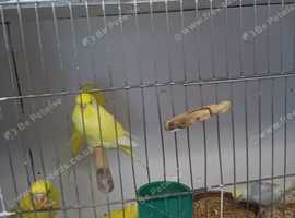 Baby budgerigars