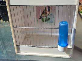 Plastic carrier cage
