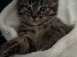 Kitty