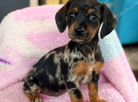 Dachshund X Jack puppies.