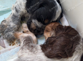 Show cocker puppies