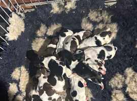 Springer Spaniel Puppies