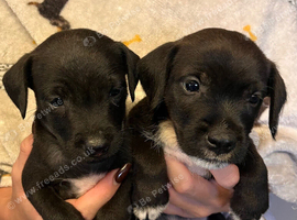 Patterjack puppies