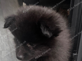 1 boy available