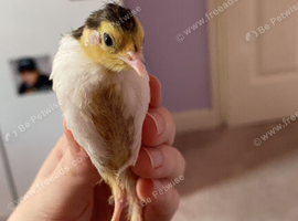 2 Chinese painted quail chicks