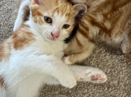 Kittens