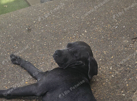 Female cane corso