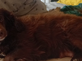 6 year old female cocker spaniel