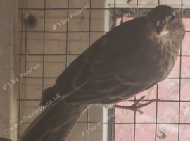 2026 mexican house Finches.