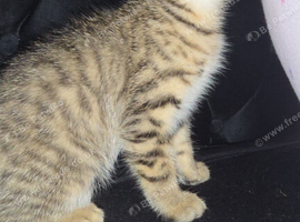 Gorgeous Tabby Male