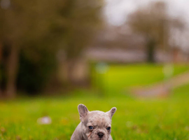French bulldogs