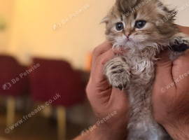 Beautiful Scottish fold kittens