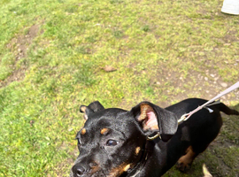 Dachshund cross Frenchie
