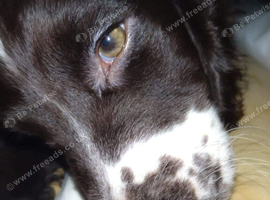 Springer Spaniel for sale