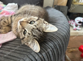 Playful Kittens