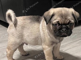 Fabulous Homes Raised Pug Puppies