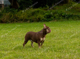 Rojo French Bulldog