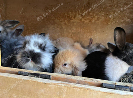 Baby rabbits