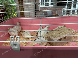 Jumbo quail