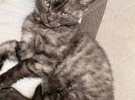 9 week old litter ready for new house all loving and playful