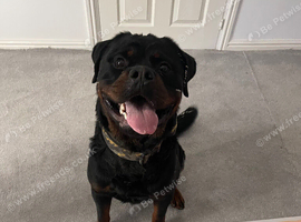 Rottweiler For Rehome