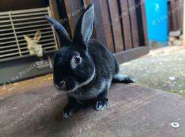 Lovely friendly black otter boy