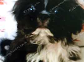 4 beautiful pugzu puppies