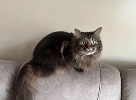 Beautiful fluffy boy (free to good home)