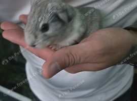 Guinea-pigs for sale