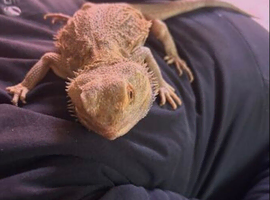 2 year old male