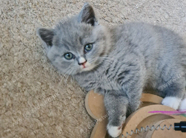 British shorthair carrier Himalayan gen NO GCCFe