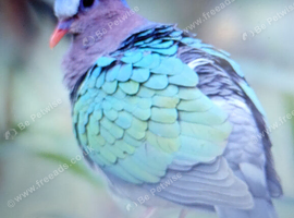 Cock Emerald doves