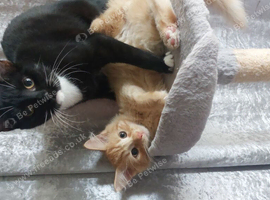 2 older kittens