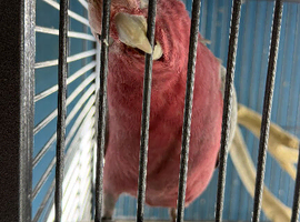 Baby cockatoo Glasgow